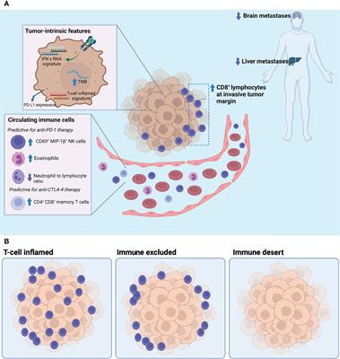 Factors Determining Long-Term Antitumor Responses to Immune Checkpoint Blockade Therapy in Melanoma